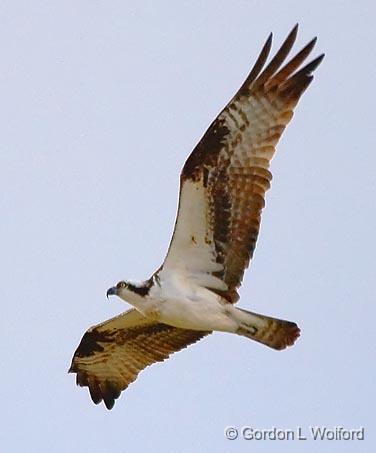 Osprey In Flight_47320.jpg - Photographed near Grenada, Mississippi, USA.